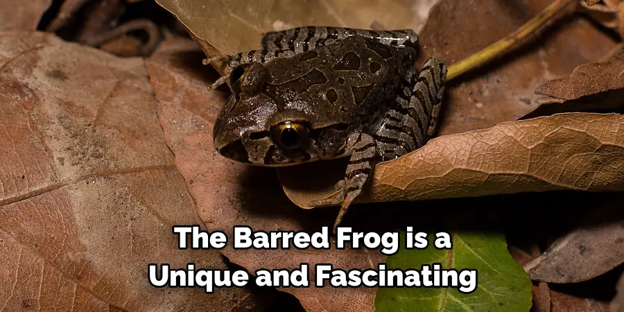 The Barred Frog is a 
Unique and Fascinating