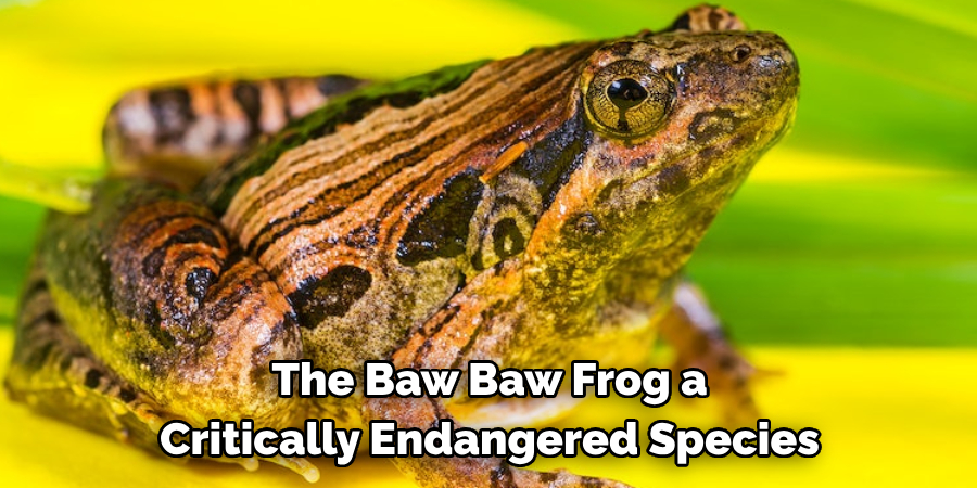 The Baw Baw Frog a Critically Endangered Species