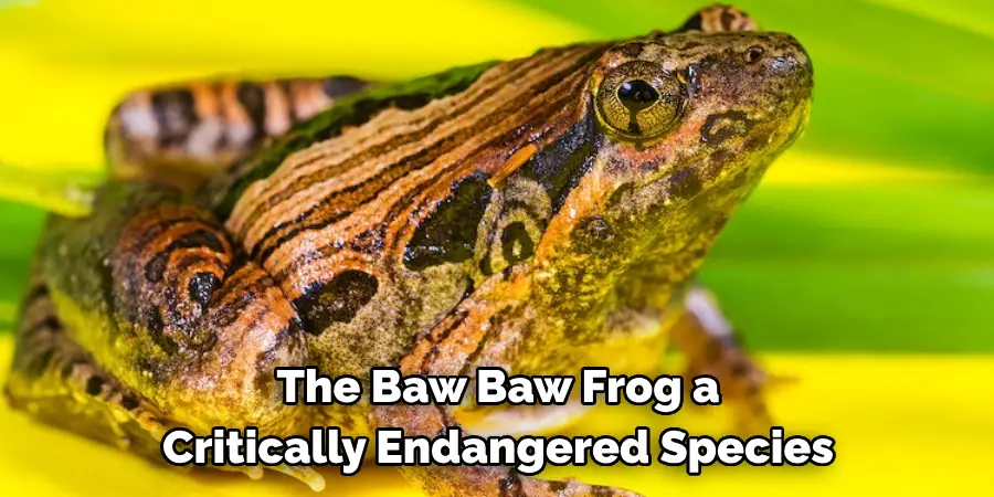 The Baw Baw Frog a Critically Endangered Species