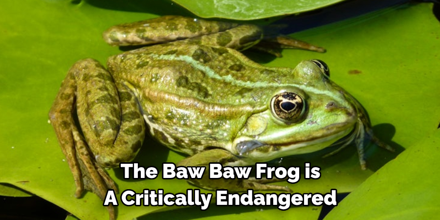 The Baw Baw Frog is 
A Critically Endangered