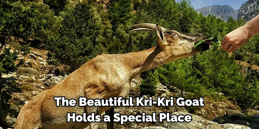 The Beautiful Kri-Kri Goat 
Holds a Special Place