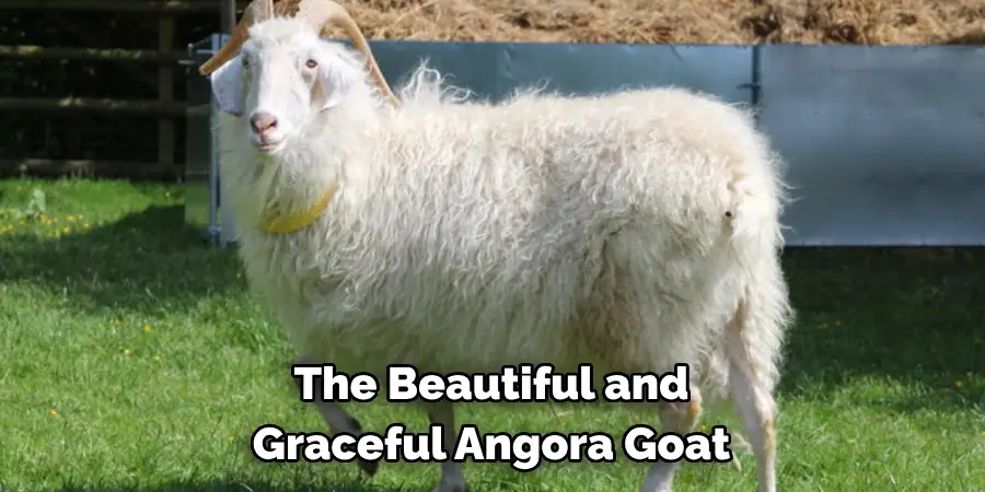 The Beautiful and
Graceful Angora Goat