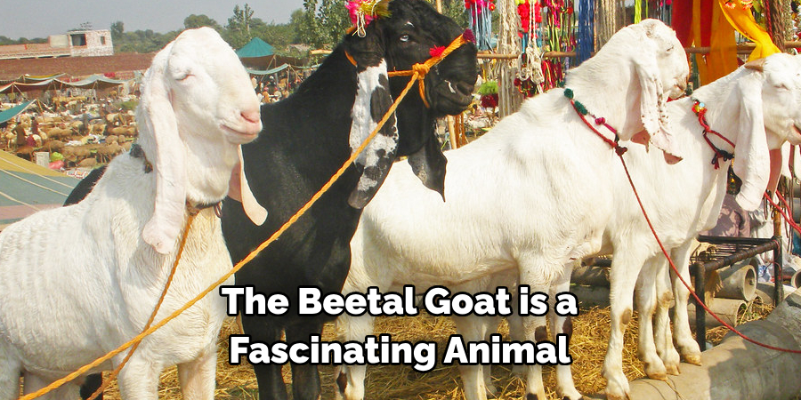 The Beetal Goat is a 
Fascinating Animal 