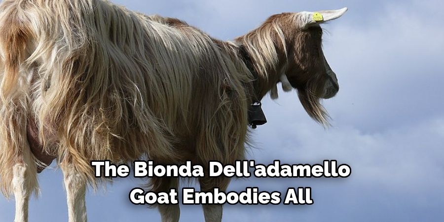The Bionda Dell'adamello 
Goat Embodies All 