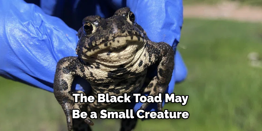 The Black Toad May 
Be a Small Creature