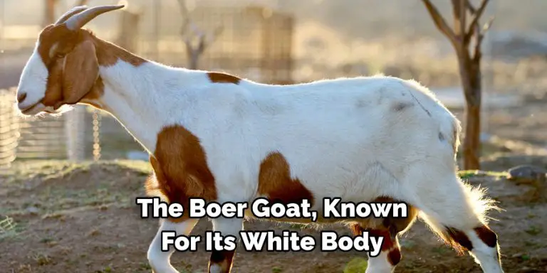 Boer Goat Spiritual Meaning Symbolism And Totem 2024 