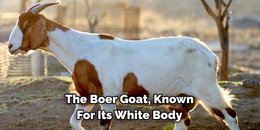 The Boer Goat, Known
For Its White Body