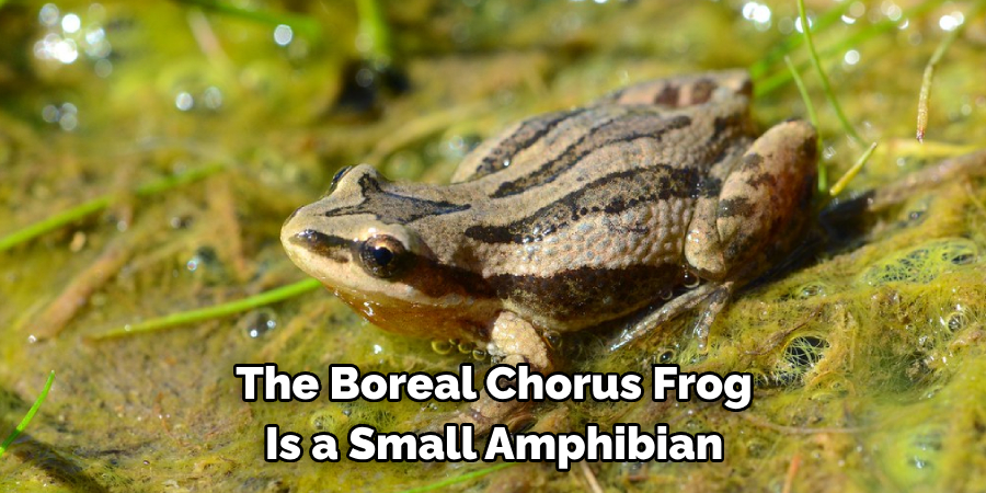 The Boreal Chorus Frog
Is a Small Amphibian
