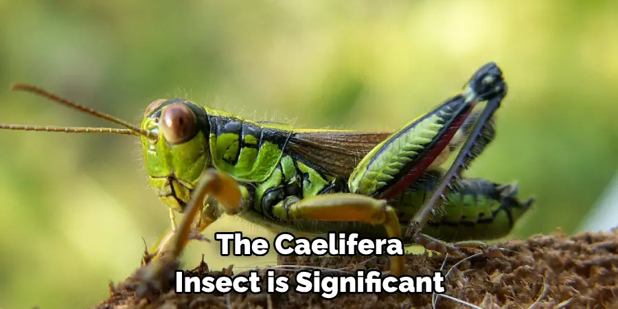 The Caelifera 
Insect is Significant