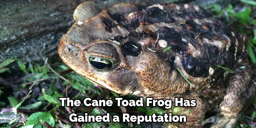 The Cane Toad Frog Has 
Gained a Reputation