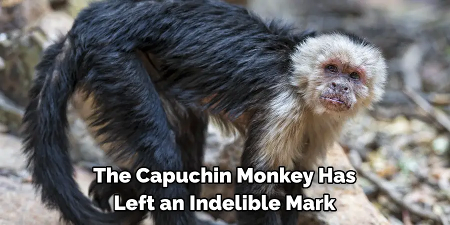 The Capuchin Monkey Has 
Left an Indelible Mark