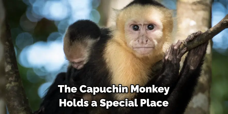 The Capuchin Monkey 
Holds a Special Place