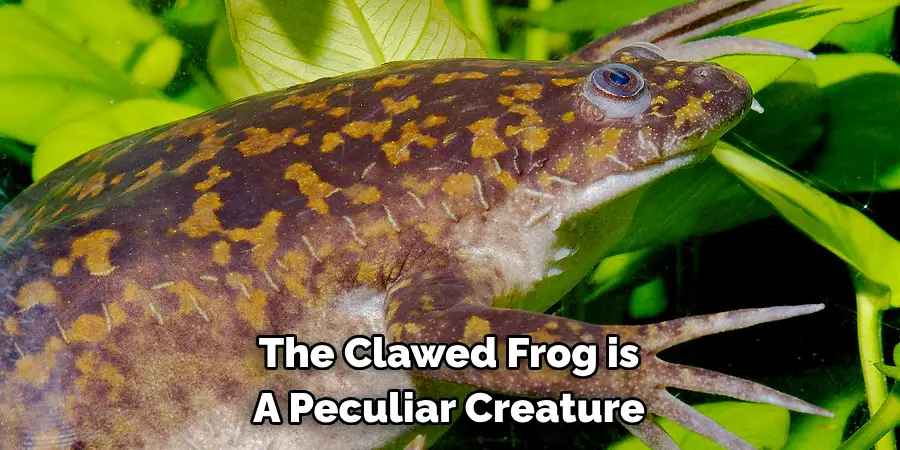 The Clawed Frog is 
A Peculiar Creature