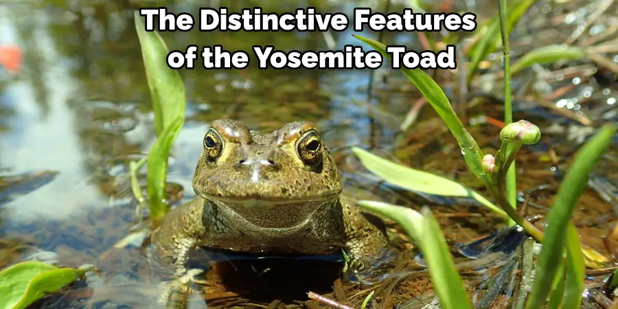 The Distinctive Features
 of the Yosemite Toad