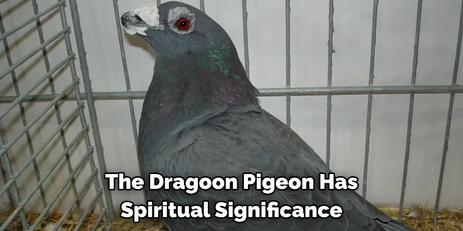 The Dragoon Pigeon Has 
Spiritual Significance