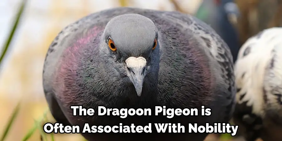 The Dragoon Pigeon is
Often Associated With Nobility