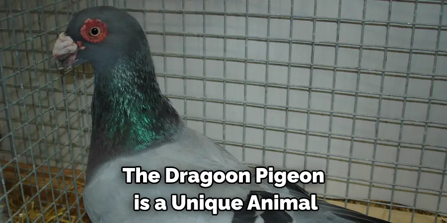 The Dragoon Pigeon
 is a Unique Animal