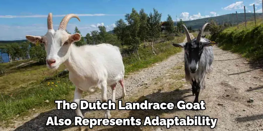 The Dutch Landrace Goat 
Also Represents Adaptability