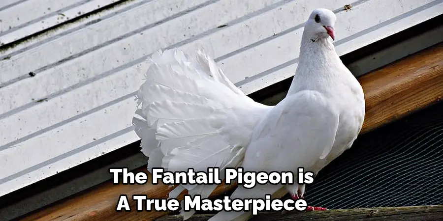 The Fantail Pigeon is 
A True Masterpiece