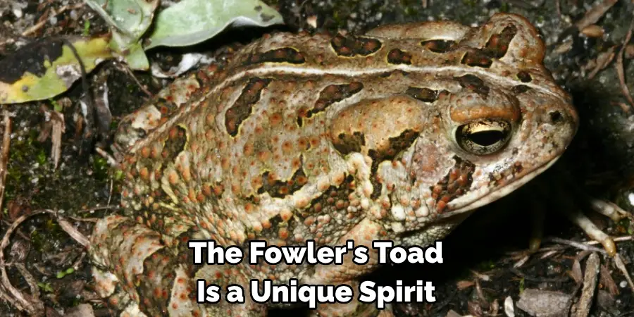 The Fowler's Toad 
Is a Unique Spirit 