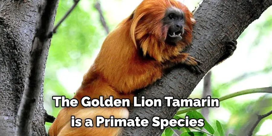The Golden Lion Tamarin
 is a Primate Species