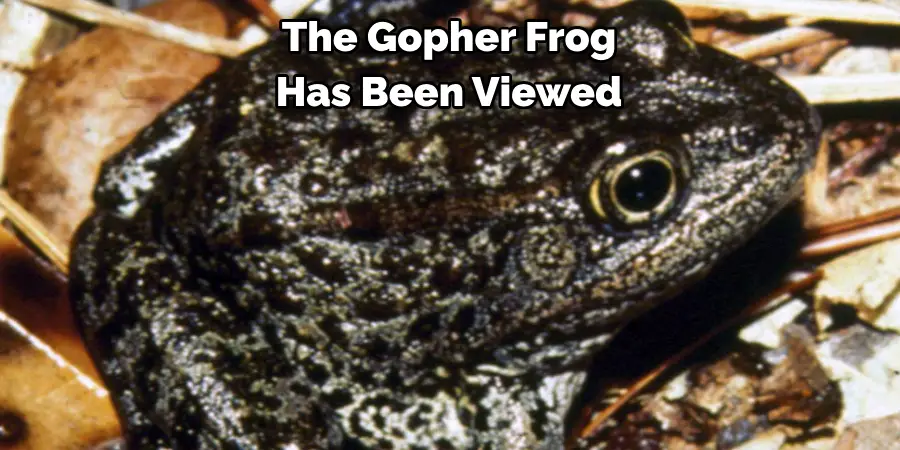 The Gopher Frog 
Has Been Viewed