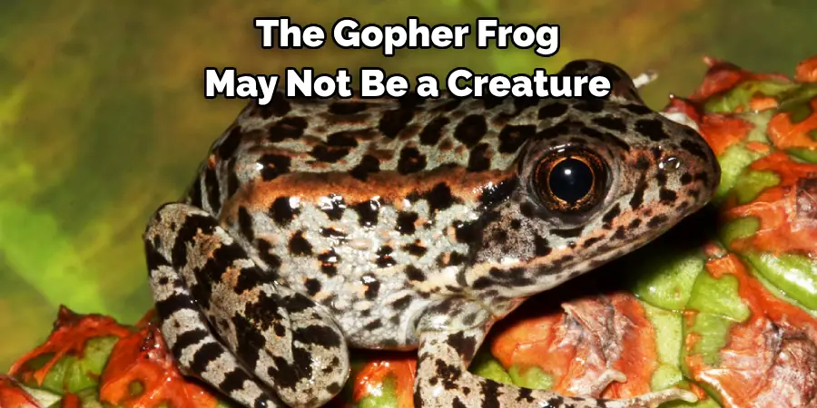 The Gopher Frog 
May Not Be a Creature