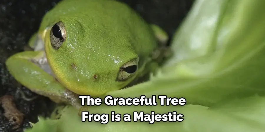 The Graceful Tree 
Frog is a Majestic