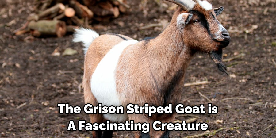 The Grison Striped Goat is
A Fascinating Creature