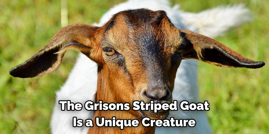 The Grisons Striped Goat 
Is a Unique Creature