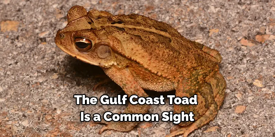 The Gulf Coast Toad 
Is a Common Sight 