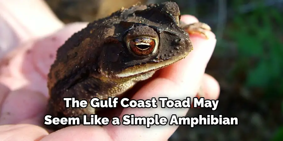 The Gulf Coast Toad May Seem Like a Simple Amphibian