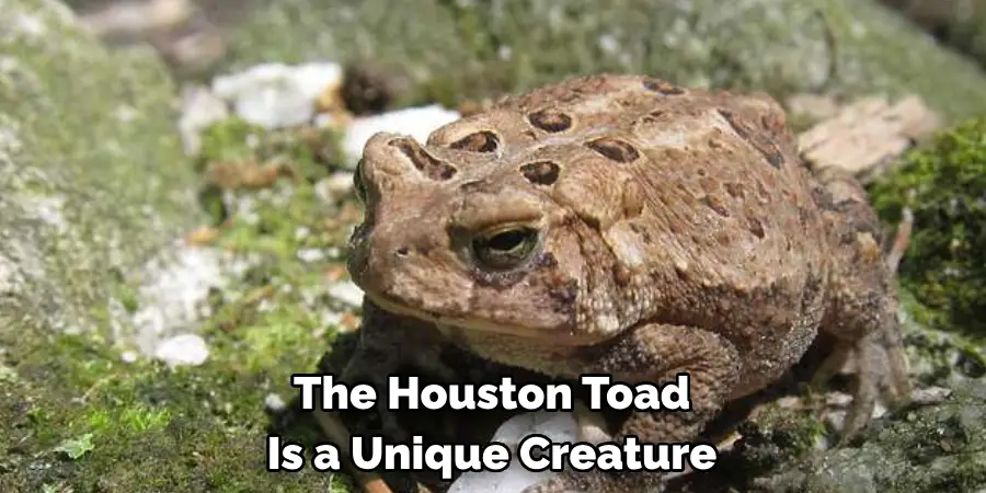 The Houston Toad 
Is a Unique Creature