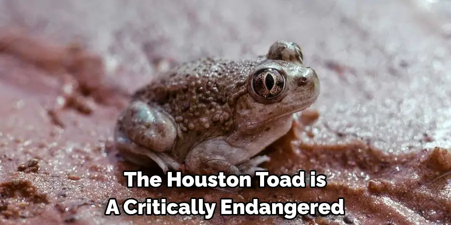 The Houston Toad is
A Critically Endangered