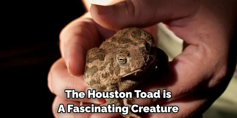 The Houston Toad is 
A Fascinating Creature