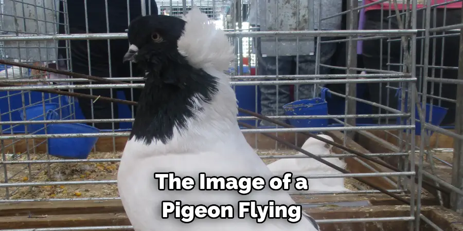 The Image of a
Pigeon Flying