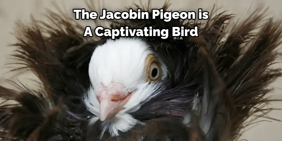 The Jacobin Pigeon is 
A Captivating Bird