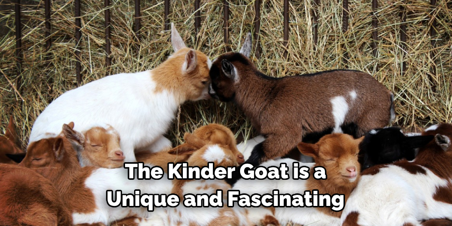 The Kinder Goat is a 
Unique and Fascinating