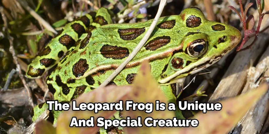 The Leopard Frog is a Unique 
And Special Creature