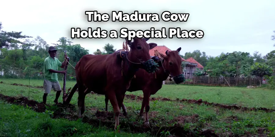 The Madura Cow 
Holds a Special Place