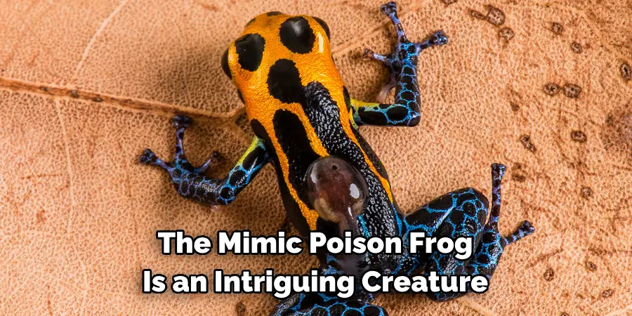 The Mimic Poison Frog 
Is an Intriguing Creature