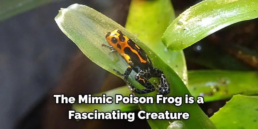 The Mimic Poison Frog is a
Fascinating Creature
