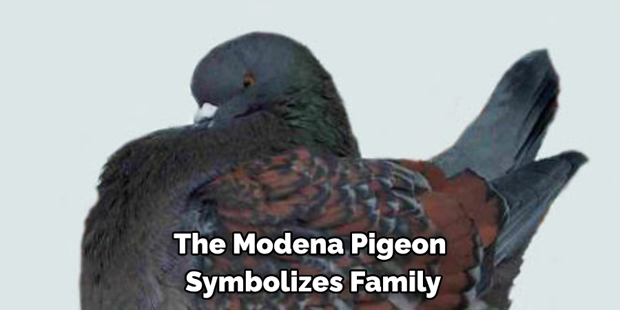 The Modena Pigeon
 Symbolizes Family