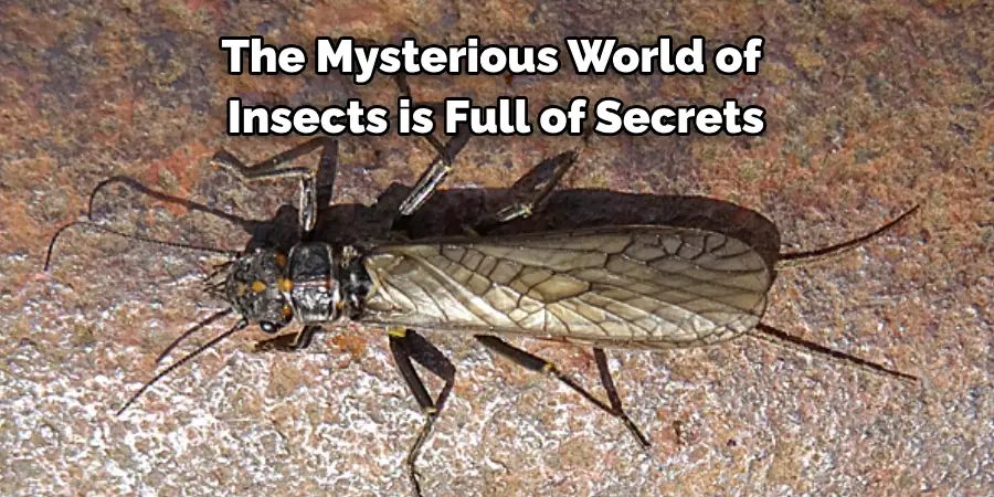 The Mysterious World of 
Insects is Full of Secrets