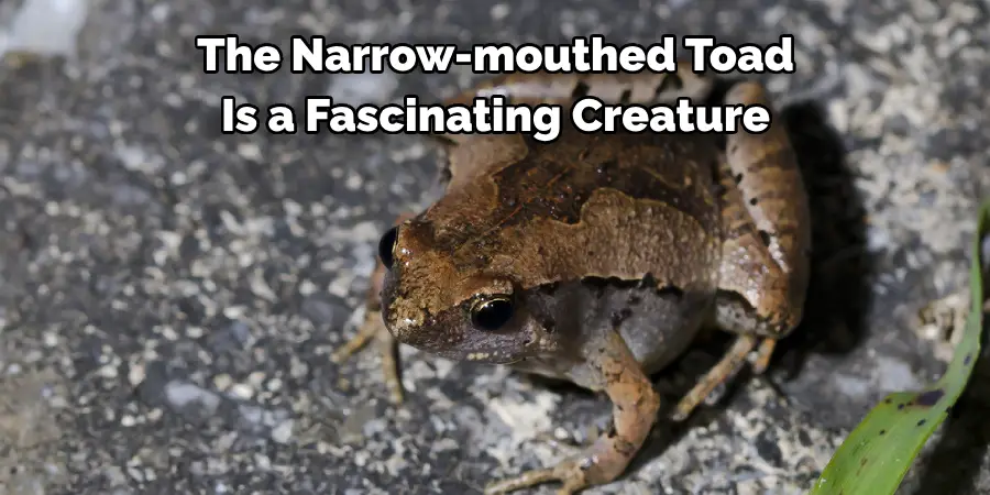The Narrow-mouthed Toad 
Is a Fascinating Creature