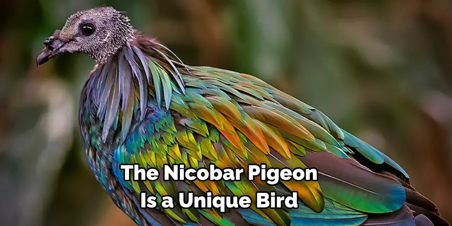 The Nicobar Pigeon 
Is a Unique Bird