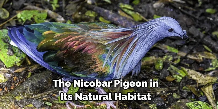 The Nicobar Pigeon in 
Its Natural Habitat