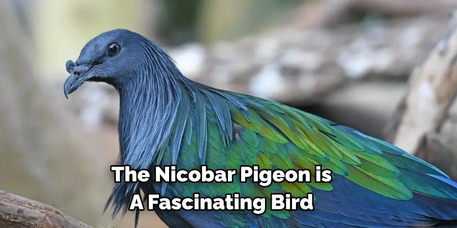 The Nicobar Pigeon is 
A Fascinating Bird 