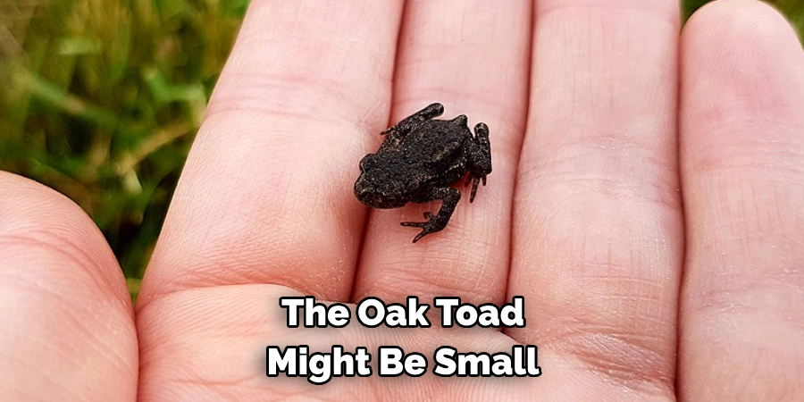 The Oak Toad Might Be Small