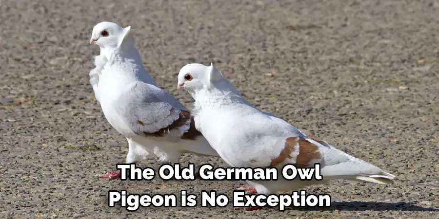 The Old German Owl 
Pigeon is No Exception